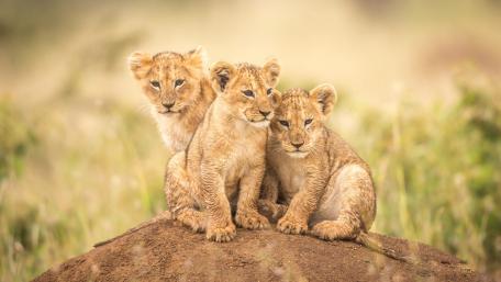 Playful Lion Cubs in Nature's Embrace wallpaper