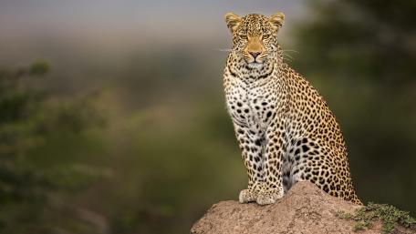 Majestic Leopard on a Rocky Outcrop wallpaper