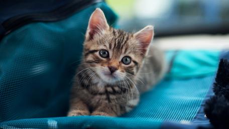 Playful Kitten in a Cozy Setting wallpaper