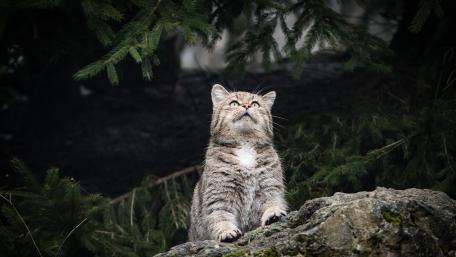 Mysterious Wildcat in Nature's Embrace wallpaper