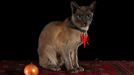 Siamese Cat with a Unique Accessory Showcase wallpaper