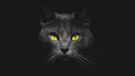Black Cat’s Mesmerizing Gaze in the Dark wallpaper