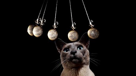 Curious Cat with Pendulums Above Its Head wallpaper