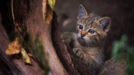Wild Kitten Curiosity in Nature wallpaper