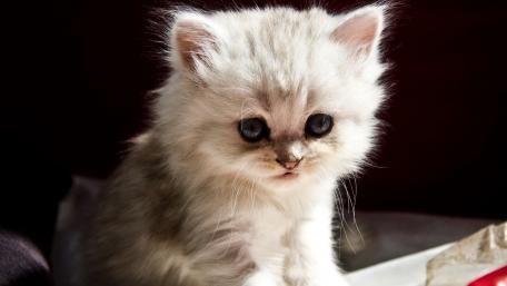 Adorable Fluffy Kitten Wallpaper wallpaper