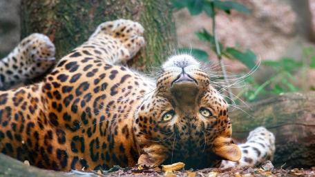 Majestic Leopard Posing Playfully wallpaper
