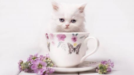 Fluffy White Kitten in a Floral Teacup wallpaper