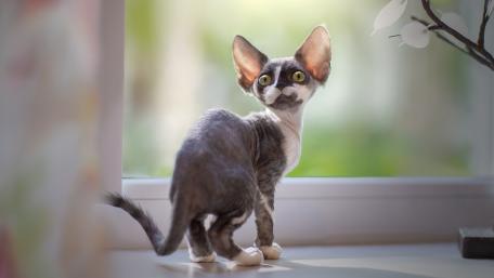 Sphynx Cat by the Window wallpaper