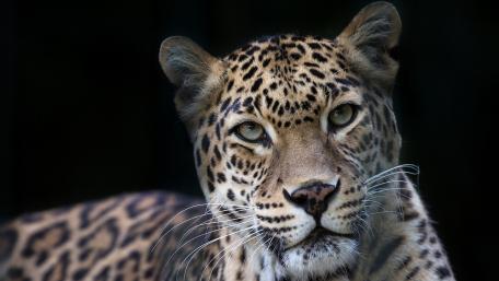 Majestic Leopard Staring Intently wallpaper
