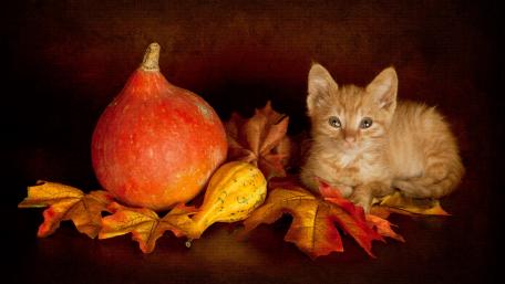 Autumn Kitten Among Colorful Leaves and Gourds wallpaper