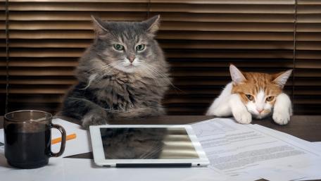 Feline Friends at Work Together wallpaper