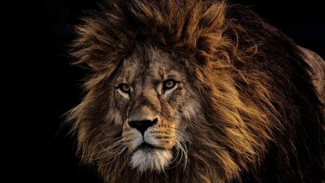 Majestic Lion Staring Intently wallpaper