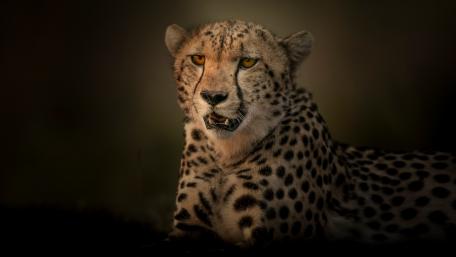 Majestic Cheetah in the Shadows wallpaper
