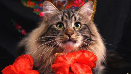 Majestic Cat Among Vibrant Flowers wallpaper