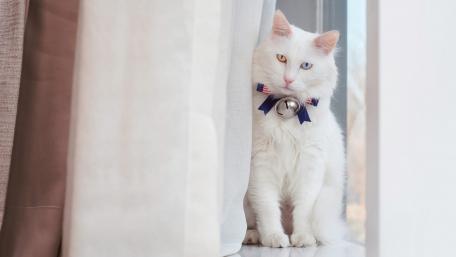 Whimsical White Cat Behind the Curtains wallpaper