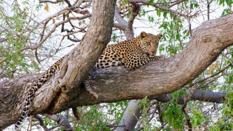 Leopard Relaxing on a Tree Branch in Nature wallpaper