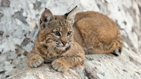 Wild Bobcat Resting on a Rock Surface wallpaper