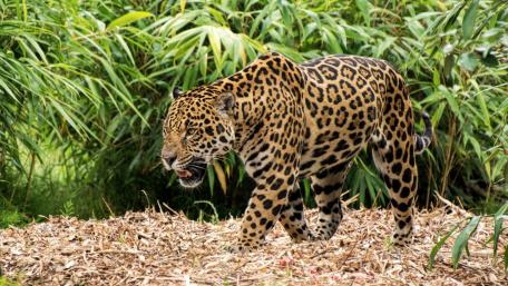 Majestic Jaguar Roaming in Its Habitat wallpaper