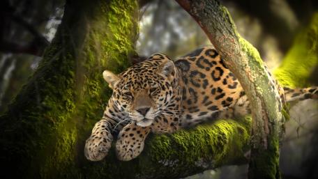 Majestic Leopard Resting on a Tree Branch wallpaper