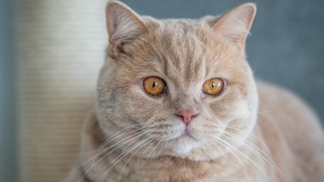 Charming Ginger Cat Staring Curiously wallpaper