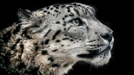 Majestic Snow Leopard in Focus wallpaper
