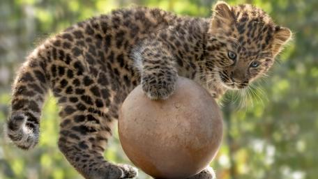 Playful Leopard Cub with a Ball wallpaper