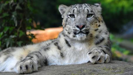 Majestic Snow Leopard Relaxing in Nature wallpaper