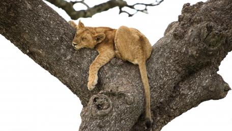 Majestic Lion Cub Relaxing in a Tree wallpaper
