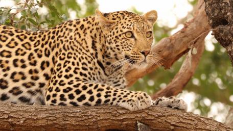 Majestic Leopard Observing Its Surroundings wallpaper