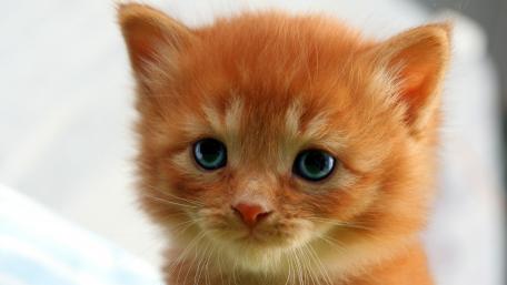 Adorable Orange Kitten Gazing Charmingly wallpaper