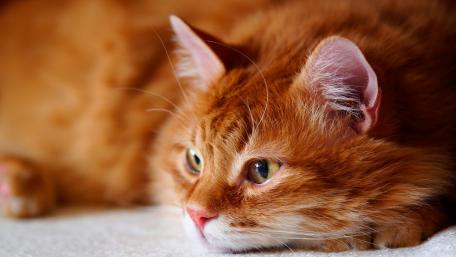 Charming Ginger Cat Portrait for Your Screen wallpaper