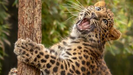 Playful Leopard Cub in Nature wallpaper