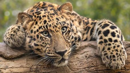 Majestic Leopard in Nature's Embrace wallpaper