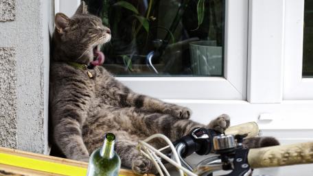 Lazy Cat Enjoys a Sunny Afternoon wallpaper