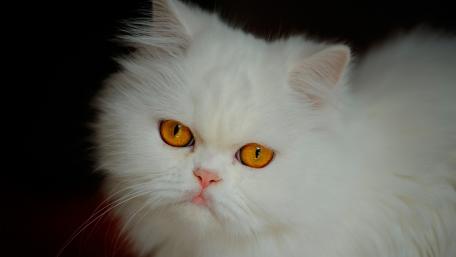 Fluffy White Cat with Striking Orange Eyes wallpaper