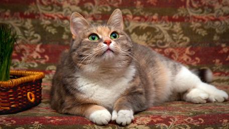Charming Cat in a Cozy Setting wallpaper