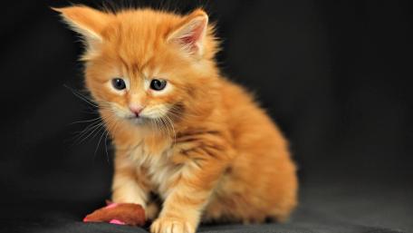 Cute Orange Kitten Playing with a Toy wallpaper