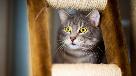 Curious Cat Peeking Through The Ladder wallpaper