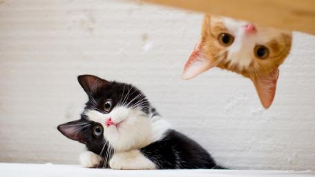Adorable Cats Exploring Their World wallpaper