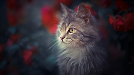 Graceful Cat Surrounded by Blossoming Roses wallpaper
