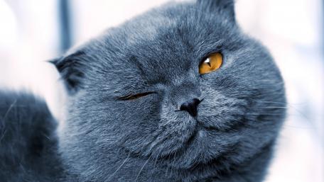 Charming Winking Cat Wallpaper wallpaper