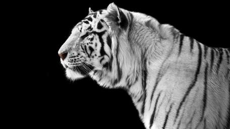 Majestic White Tiger in Monochrome Beauty wallpaper