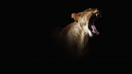 Majestic Lion Roaring in Darkness wallpaper
