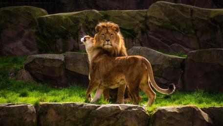 Majestic Lions in Nature's Embrace wallpaper