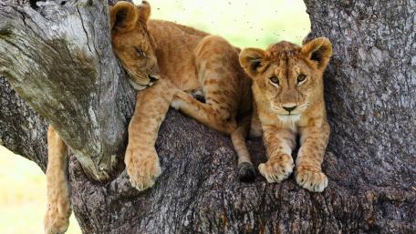 Playful Lion Cubs Resting on a Tree wallpaper