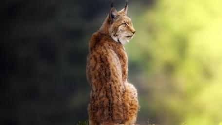 Majestic Lynx in Natural Habitat wallpaper