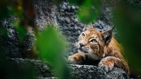Majestic Lynx in Natural Habitat wallpaper