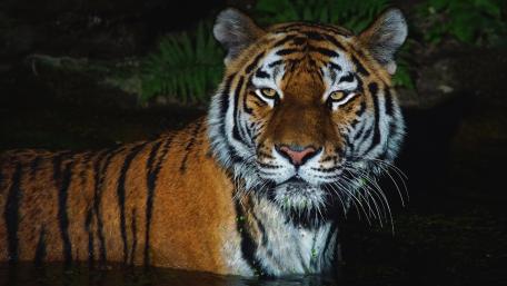 Majestic Tiger in Its Natural Habitat wallpaper
