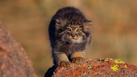 Playful Pallas's Cat Kitten Exploring Its Surroundings wallpaper