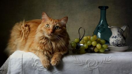 Majestic Ginger Cat Among Still Life Elements wallpaper